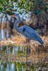 A great blue heron stands majestically over the wetland it calls home. Art Print